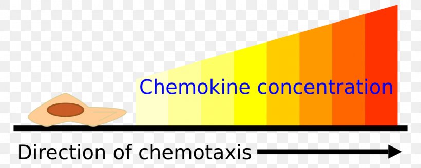 Chemotaxis Assay Chemokine Cell Gradient, PNG, 1280x512px, Chemotaxis, Area, Assay, Bacteria, Brand Download Free