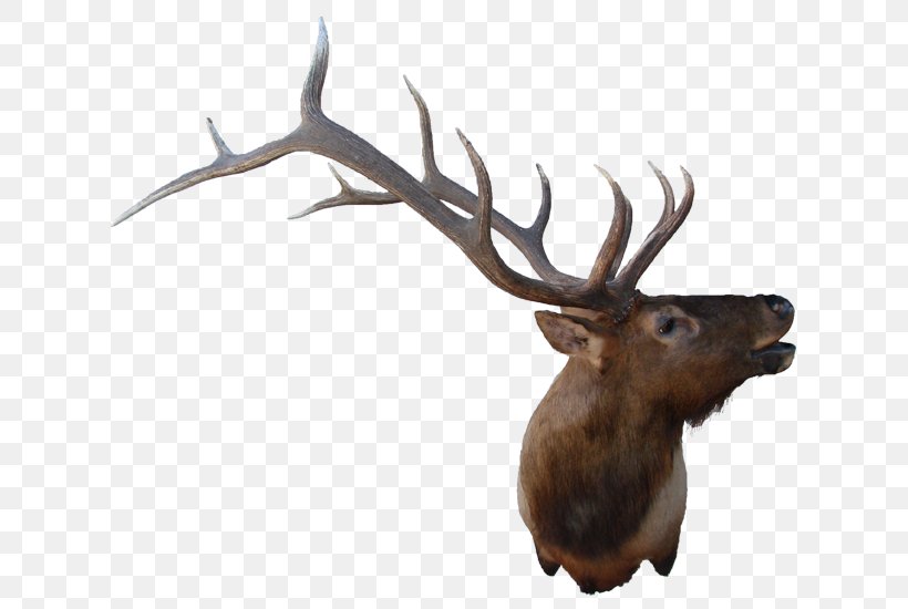 Elk Reindeer Antler Fauna Wildlife, PNG, 650x550px, Elk, Antler, Deer, Fauna, Horn Download Free