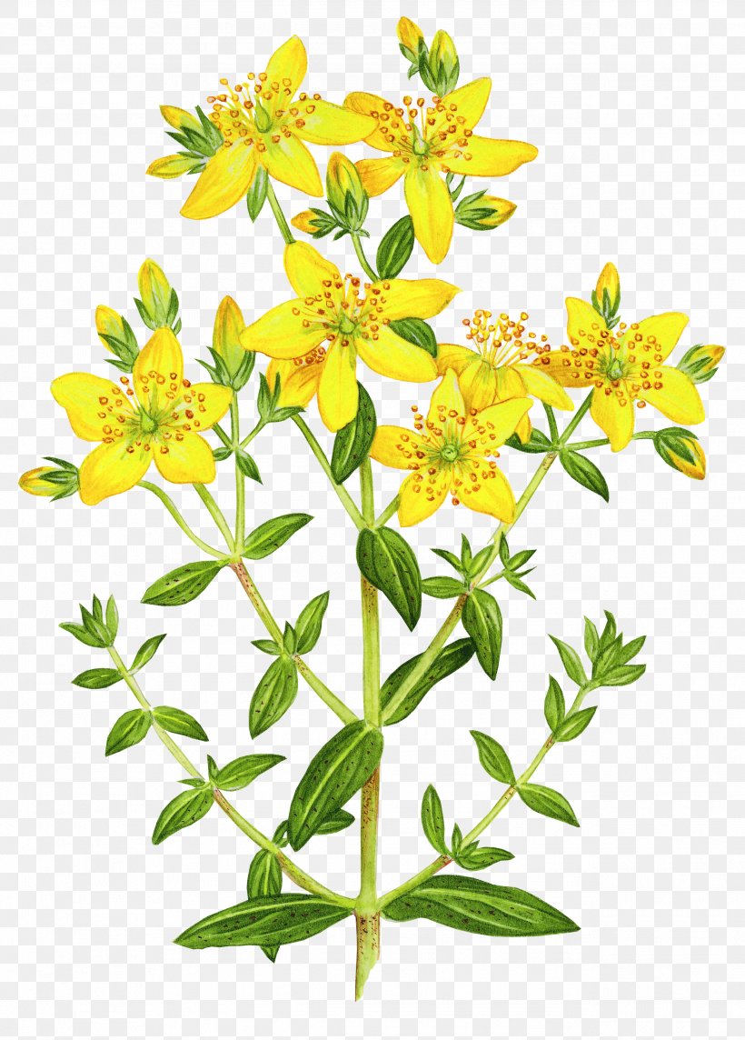 Perforate St John's-wort Dietary Supplement Pharmaceutical Drug Herb Pharmacology, PNG, 2579x3600px, Dietary Supplement, Active Ingredient, Antidepressant, Cut Flowers, Extract Download Free