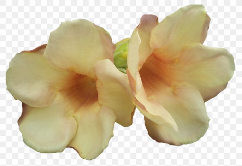 Petal Cut Flowers, PNG, 1310x901px, Petal, Cut Flowers, Flower Download Free