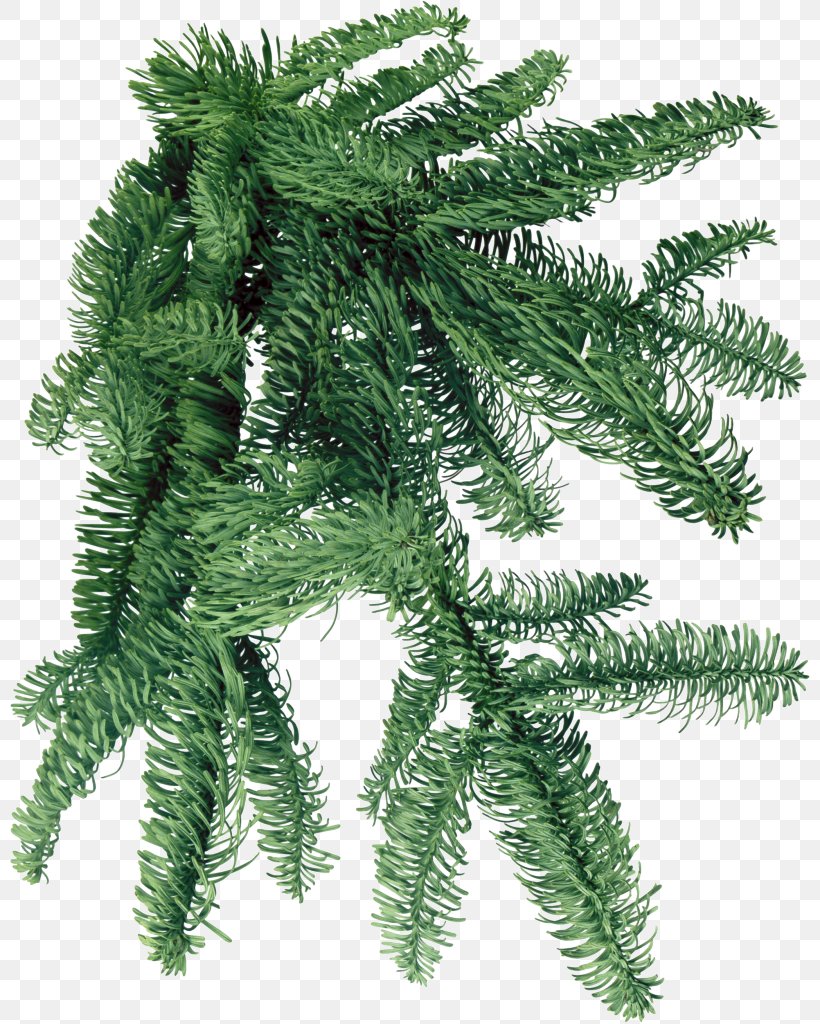 PhotoFiltre Clip Art, PNG, 802x1024px, Photofiltre, Branch, Conifer, Display Resolution, Evergreen Download Free