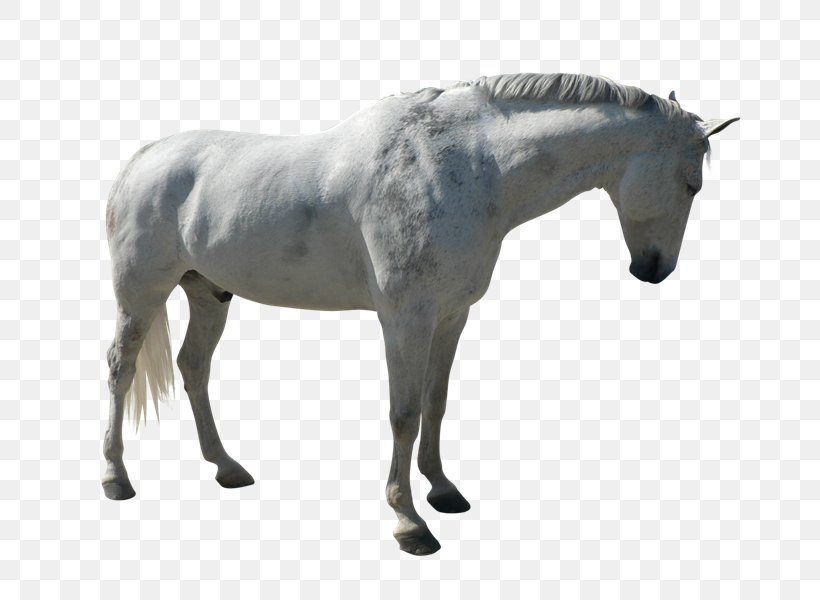 Stallion Mustang Adobe Photoshop Mane, PNG, 800x600px, Stallion, Animal Figure, Colt, Gimp, Halter Download Free