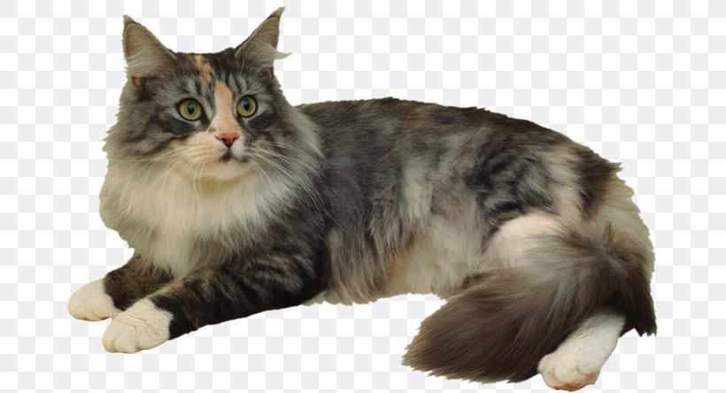 Cat Breed Thai Cat Felidae Siberian Cat, PNG, 670x444px, Cat Breed, Aegean Cat, American Wirehair, Asian Semi Longhair, Axolotl Download Free