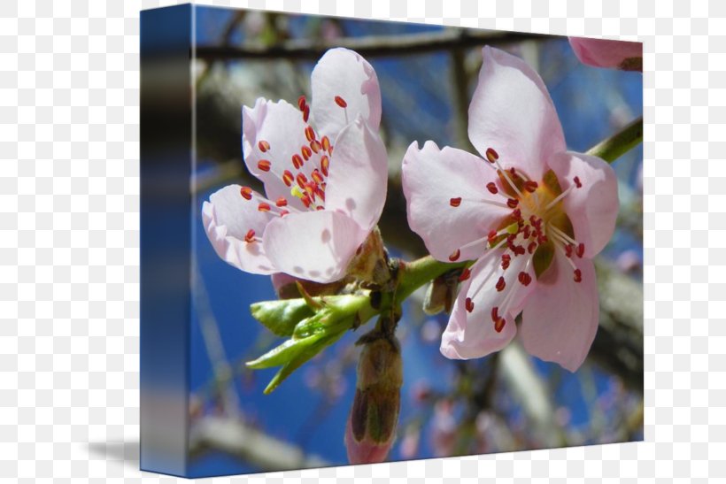 Cherry Blossom Flower Spring Petal, PNG, 650x547px, Blossom, Art, Branch, Canvas, Cherry Download Free