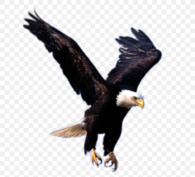 Eagle Clip Art, PNG, 696x747px, Bald Eagle, Accipitriformes, Animal, Beak, Bird Download Free