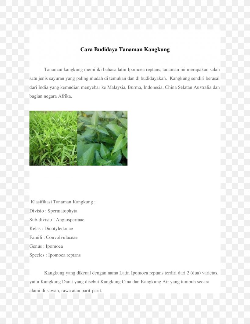 Water Spinach Brand Brochure, PNG, 1700x2200px, Water Spinach, Brand, Brochure, Flora, Grass Download Free