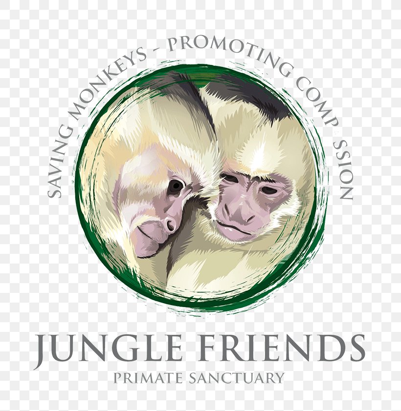 Capuchin Monkey Jungle Friends Primate Sn Center White-headed Capuchin Ape, PNG, 800x842px, Capuchin Monkey, Animal, Animal Sanctuary, Ape, Chimpanzee Download Free