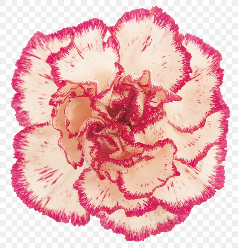 Carnation Pink Cut Flowers Clip Art, PNG, 979x1024px, Carnation, Baner, Color, Cut Flowers, Digital Image Download Free