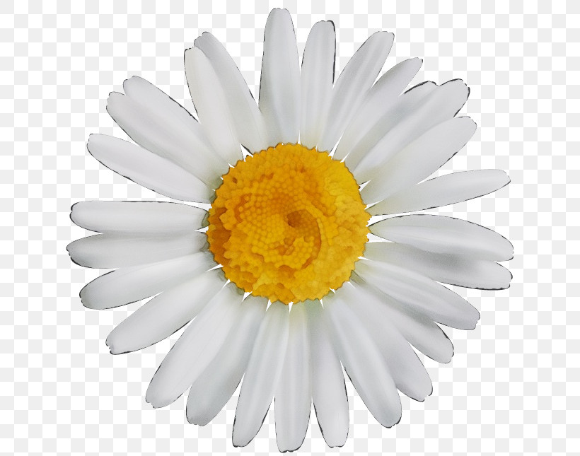 Floral Design, PNG, 700x645px, Watercolor, Common Daisy, Floral Design, Flower, Flower Bouquet Download Free