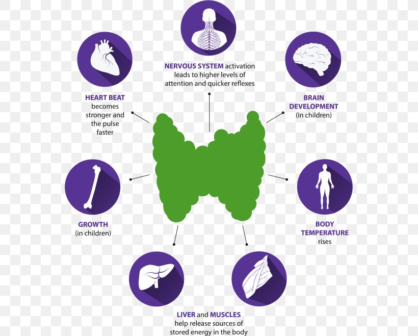 Thyroid Hormones Thyroid Nodule, PNG, 565x659px, Thyroid, Biopsi, Blood, Brand, Communication Download Free