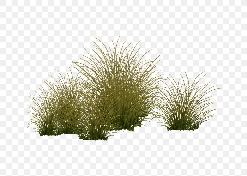 Vegetation Shrubland Tree Grasses Plant, PNG, 759x584px, Vegetation, Family, Grass, Grass Family, Grasses Download Free