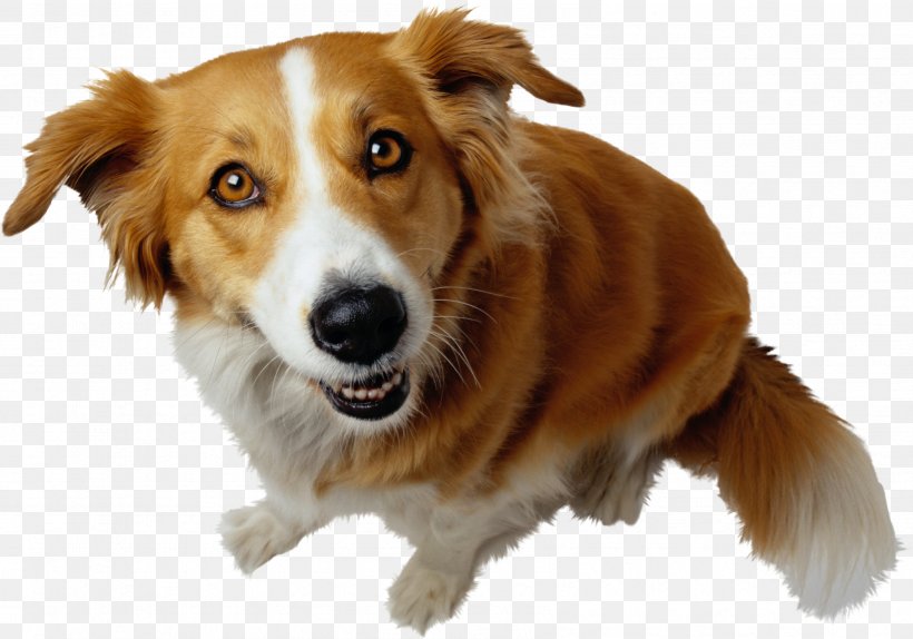 Bulldog Cat Bichon Frise Puppy Psychology A2: The Exam Companion, PNG, 3389x2373px, Bulldog, Animal, Animal Shelter, Bichon Frise, Breed Download Free
