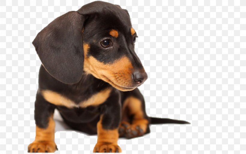 Dachshund Black And Tan Coonhound Puppy English Toy Terrier Chow Chow, PNG, 1727x1080px, Dachshund, Animal, Austrian Black And Tan Hound, Black And Tan Coonhound, Black Tan Download Free