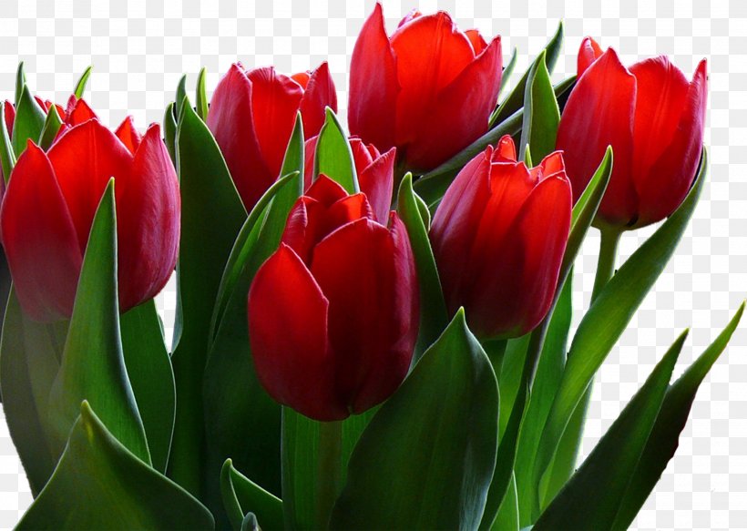 Flower Tulip Desktop Wallpaper 720p 1080p, PNG, 1935x1378px, Flower, Art, Aspect Ratio, Bud, Color Download Free