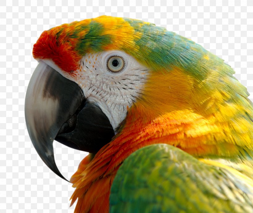 Parrot Bird Blue-and-yellow Macaw Scarlet Macaw, PNG, 1350x1140px, Parrot, Animal, Beak, Bird, Bird Hybrid Download Free