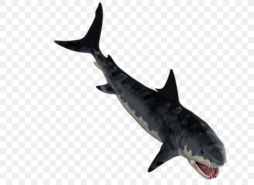 Tiger Shark Great White Shark Squaliform Sharks Requiem Sharks Clip Art, PNG, 800x600px, Tiger Shark, Animal, Carcharhiniformes, Cartilaginous Fish, Fauna Download Free