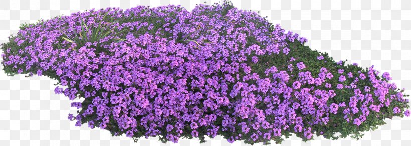 English Lavender Flower Garden Violet, PNG, 1200x428px, English Lavender, Blue, Flower, Flower Garden, Flowering Plant Download Free