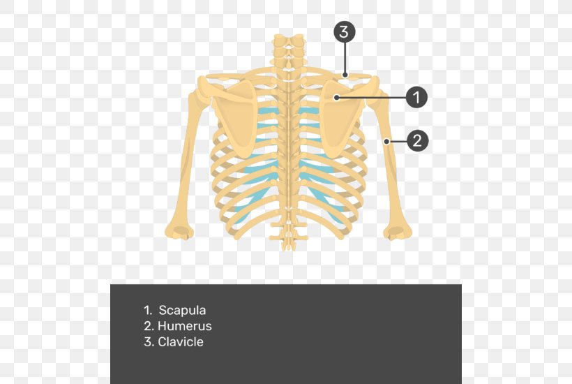 Scapula Anatomy Human Skeleton Teres Major Muscle Bone, PNG, 504x550px, Watercolor, Cartoon, Flower, Frame, Heart Download Free