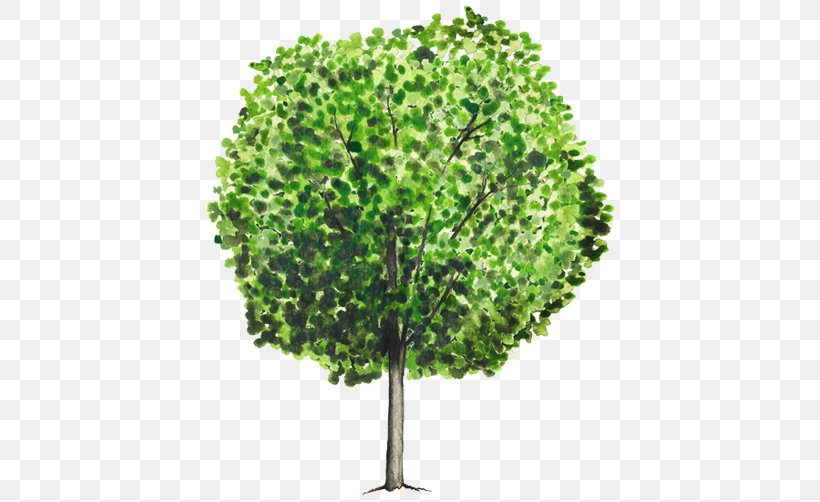 Tree Chiranthodendron Pentadactylon Shrub Trunk, PNG, 750x502px, Tree, Bark, Branch, Evergreen, Flower Download Free