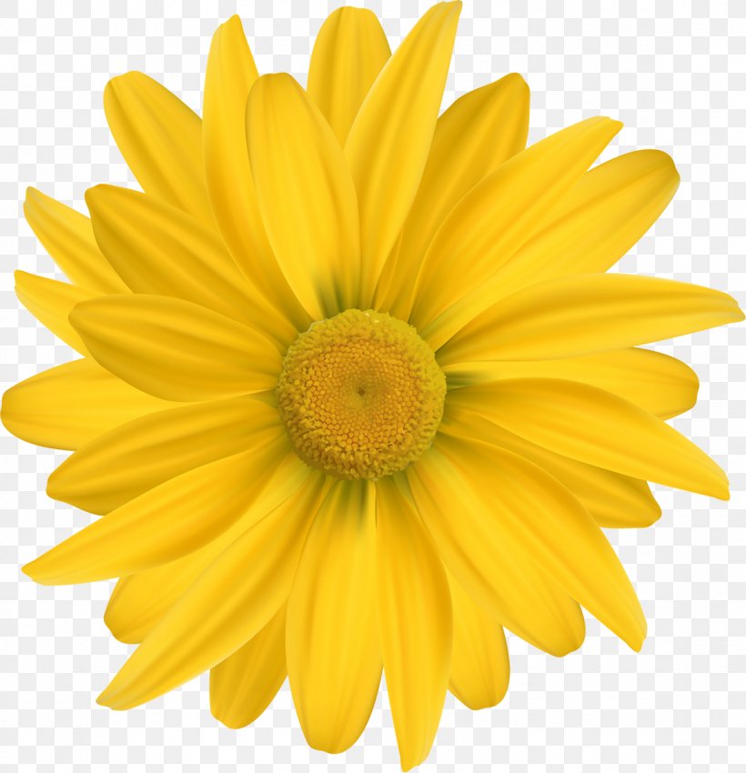 Common Daisy Yellow Common Sunflower Cut Flowers, PNG, 1157x1200px, Common Daisy, Calendula Officinalis, Chamomile, Chrysanths, Common Sunflower Download Free