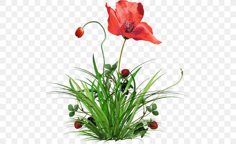 Flower Bouquet Poppy Clip Art, PNG, 500x500px, Flower, Anemone, Birthday, Coquelicot, Cut Flowers Download Free