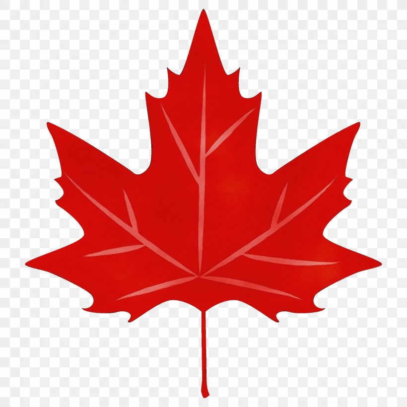 Maple Leaf, PNG, 1200x1200px, Watercolor, Black Maple, Leaf, Maple, Maple Leaf Download Free