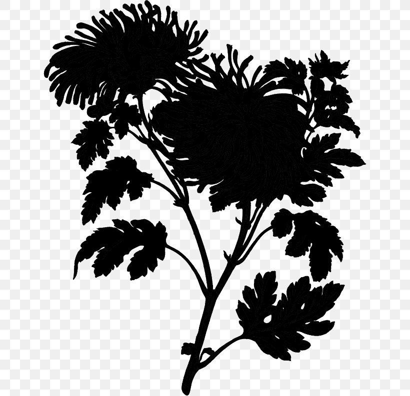 Chrysanthemum Black & White, PNG, 646x793px, Chrysanthemum, Black White M, Blackandwhite, Botany, Branch Download Free