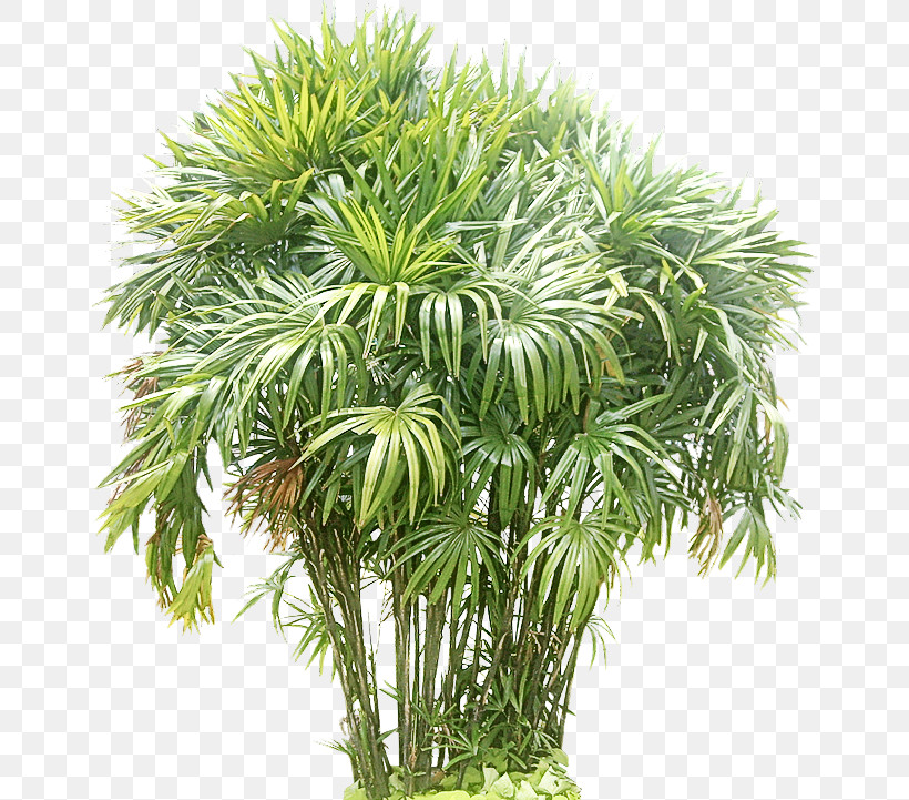 Palm Tree, PNG, 654x721px, Tree, Arecales, Flower, Palm Tree, Plant Download Free