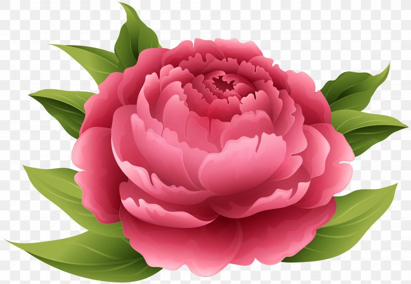 Peony Flower Clip Art, PNG, 7000x4848px, Peony, Art, Art Museum, Camellia, Cut Flowers Download Free