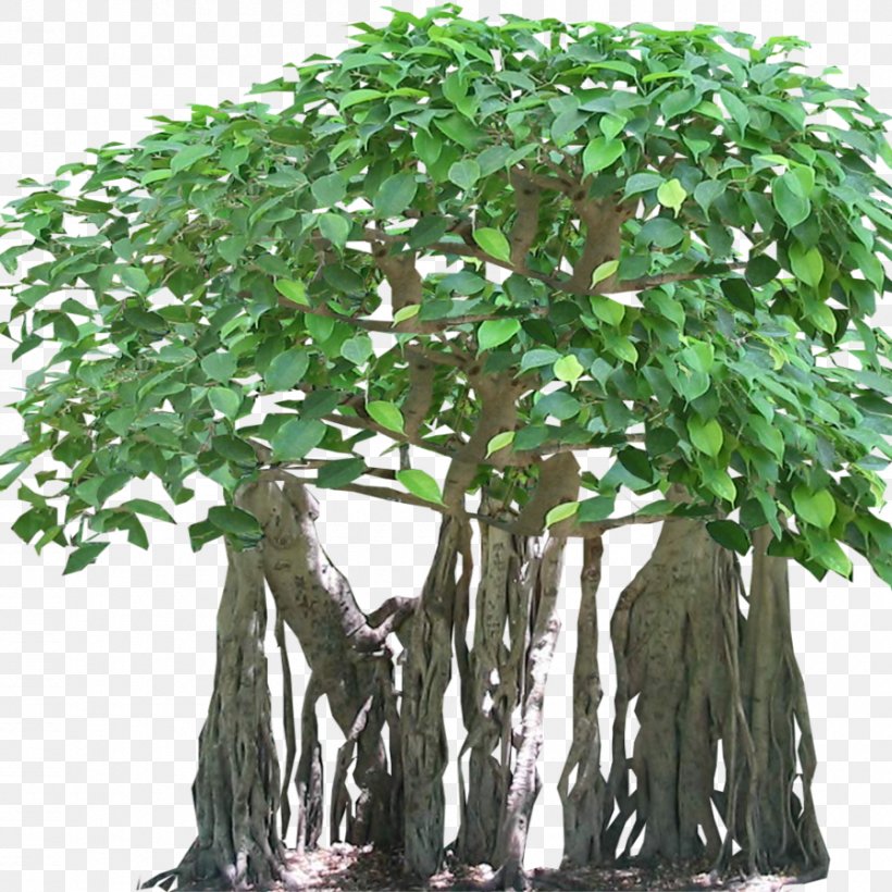 Tree Tropical Rainforest Banyan Aerial Root, PNG, 900x900px, Tree, Aerial Root, Arecaceae, Banyan, Bonsai Download Free