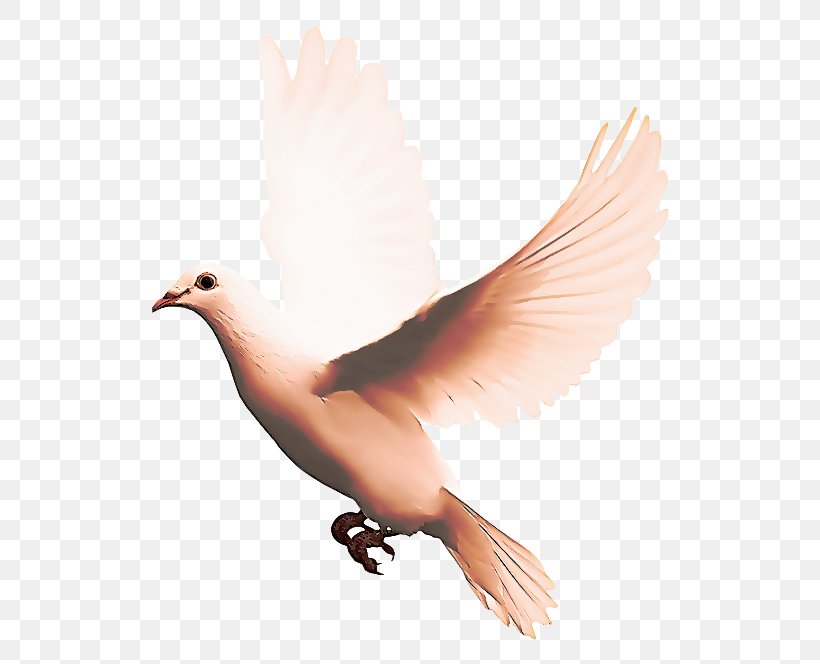 Dove Bird, PNG, 569x664px, Pigeons And Doves, Beak, Bird, Feather, Peace Download Free