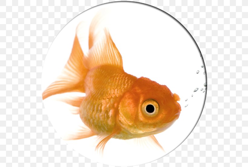 Goldfish Dog Pet Kamloops Cat, PNG, 554x554px, Goldfish, Bony Fish, Cat, Cruelty, Cruelty To Animals Download Free