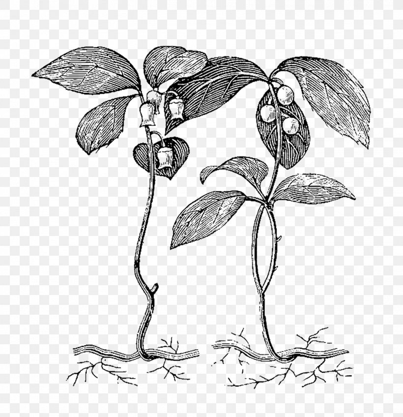Leaf Drawing Botany Root, PNG, 1547x1600px, Leaf, Artwork, Black And White, Botanical Illustration, Botany Download Free