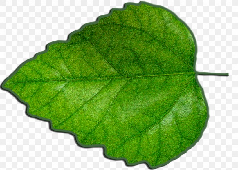 Leaf Green Photosynthesis, PNG, 1280x916px, Leaf, Digital Image, Green, Image File Formats, Information Download Free