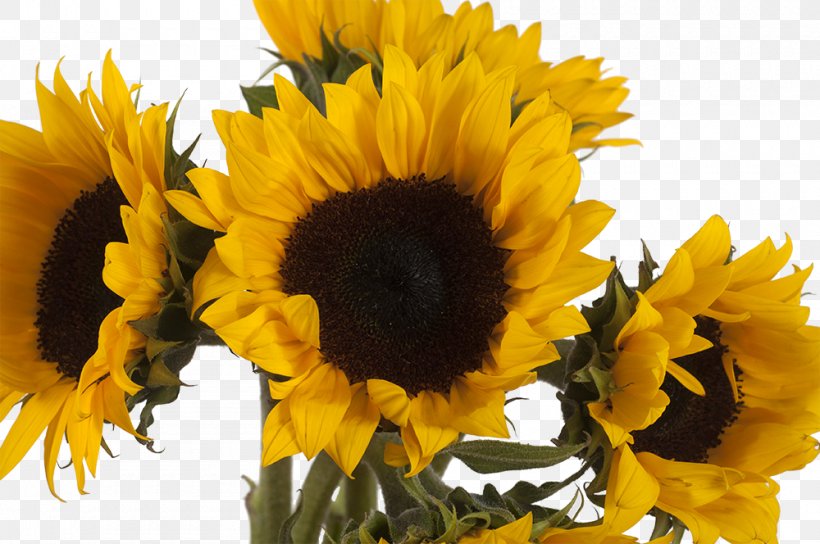 Sunflower, PNG, 1000x664px, Flower, Cut Flowers, Petal, Plant, Sunflower Download Free