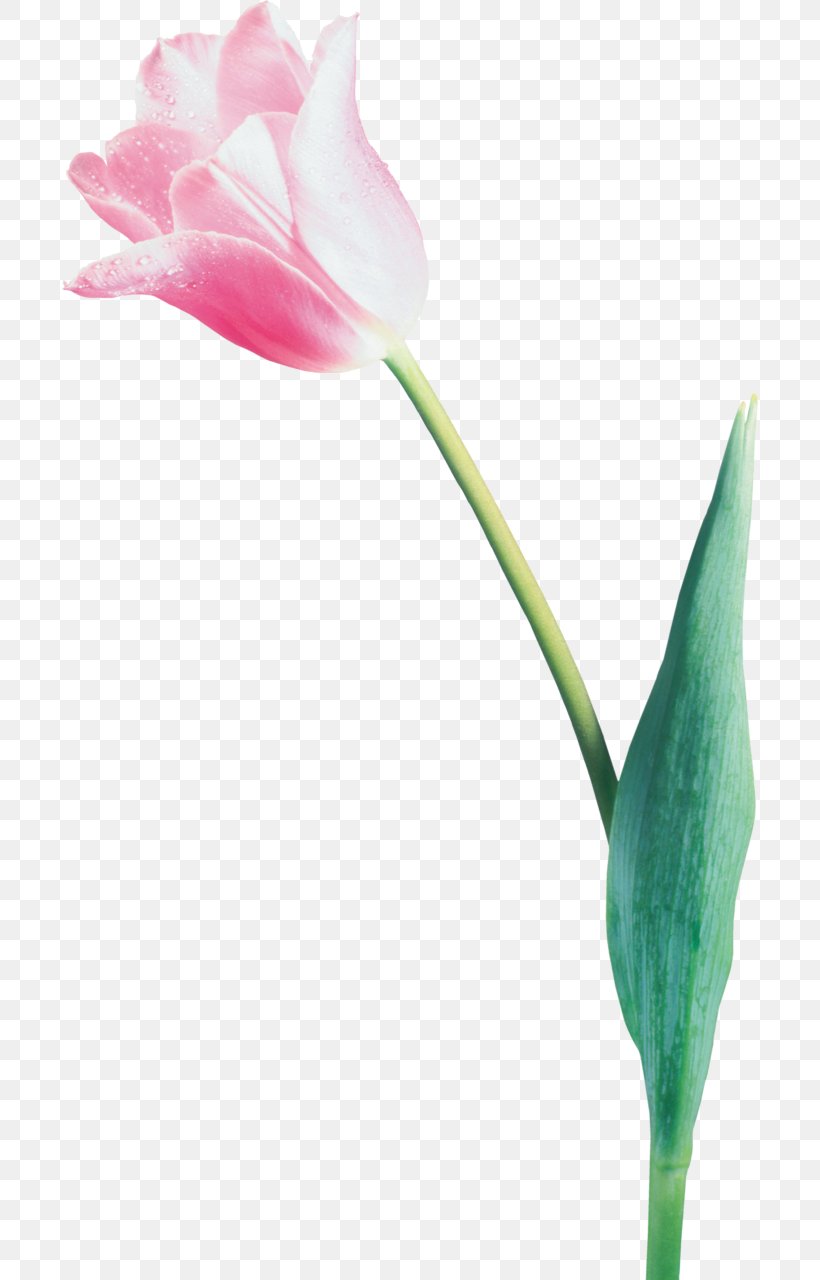 Tulip Cut Flowers Blume, PNG, 696x1280px, Tulip, Blume, Bud, Charcoal, Cut Flowers Download Free