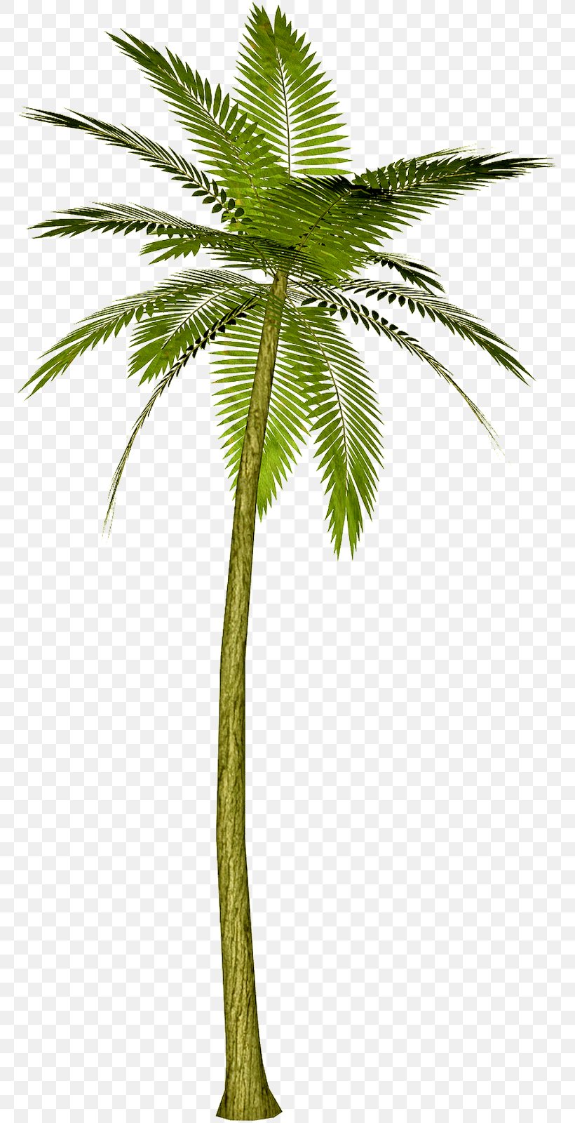 Arecaceae Tree Areca Palm Clip Art, PNG, 780x1600px, Arecaceae, Areca Palm, Arecales, Attalea Speciosa, Borassus Flabellifer Download Free