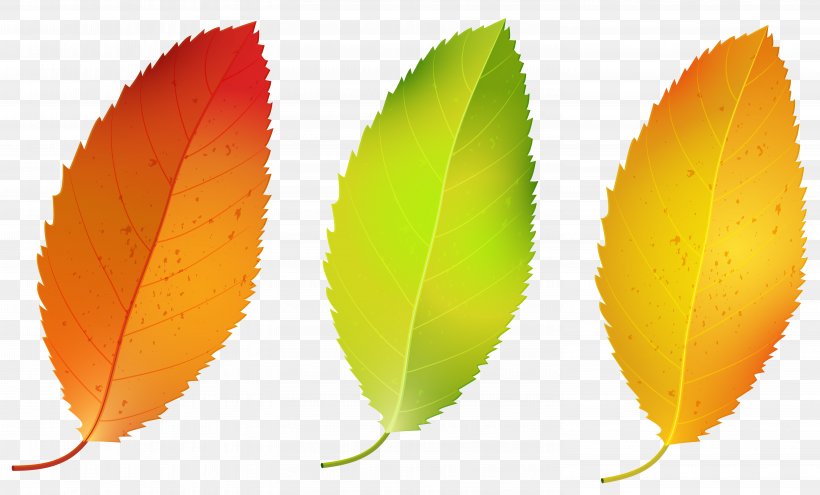 Autumn Leaf Color Birch Clip Art, PNG, 5964x3603px, Leaf, Autumn, Autumn Leaf Color, Birch, Color Download Free