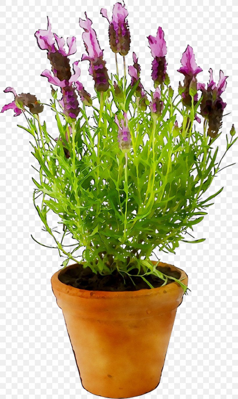 Prosper Plast Rato Case Flowerpot 60 X 25 X 24 Cm Evelots Self Watering Garden Lavender, PNG, 1097x1840px, Flowerpot, Annual Plant, Ceramic, Florist Gayfeather, Flower Download Free