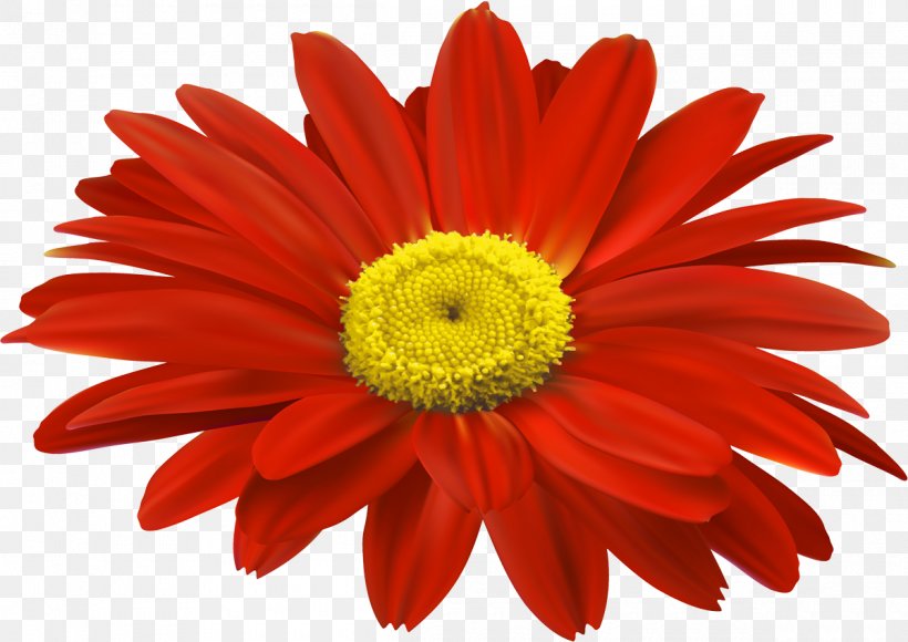Transvaal Daisy Cut Flowers Chrysanthemum Daffodil, PNG, 1200x849px, Transvaal Daisy, Argyranthemum Frutescens, Chrysanthemum, Chrysanths, Color Download Free