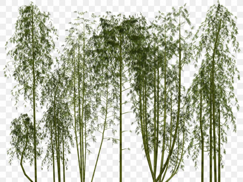 Tropical Woody Bamboos Plant Clip Art, PNG, 960x720px, Bamboo, Bamboo Mat, Birch, Branch, Grass Download Free