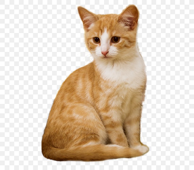 Cat Kitten Dog Pet Sitting, PNG, 498x720px, Cat, Aegean Cat, American Shorthair, American Wirehair, Animal Download Free