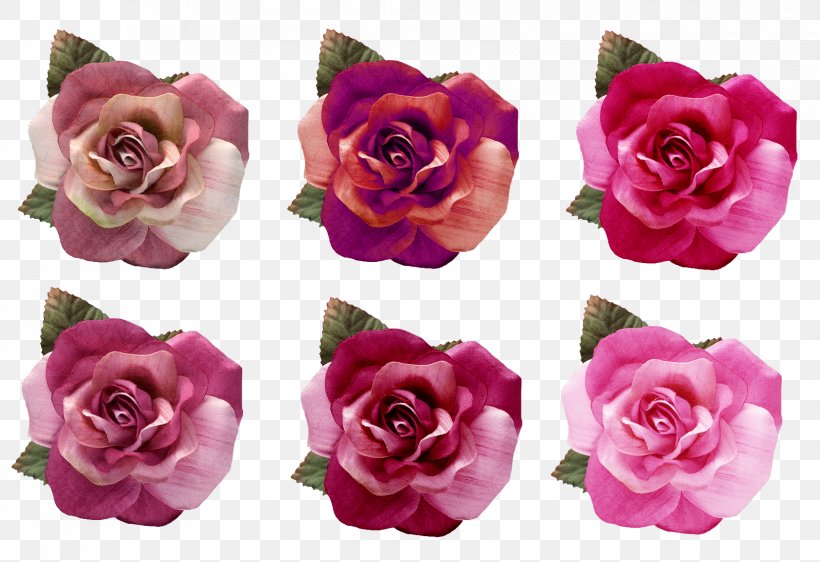 Beach Rose Garden Roses Centifolia Roses Pink Blue, PNG, 1680x1152px, Beach Rose, Artificial Flower, Blue, Centifolia Roses, Color Download Free