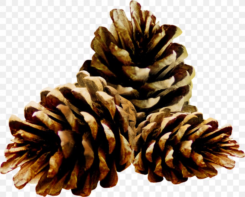 Conifer Cone Internet Blog Clip Art, PNG, 1200x964px, Conifer Cone, Avatar, Blog, Conifer, Internet Download Free