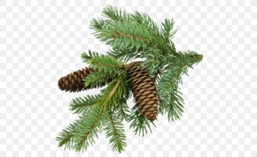 Conifer Cone Tree Conifers Evergreen Pine Oil, PNG, 500x500px, Conifer Cone, Branch, Christmas Ornament, Conifer, Conifers Download Free