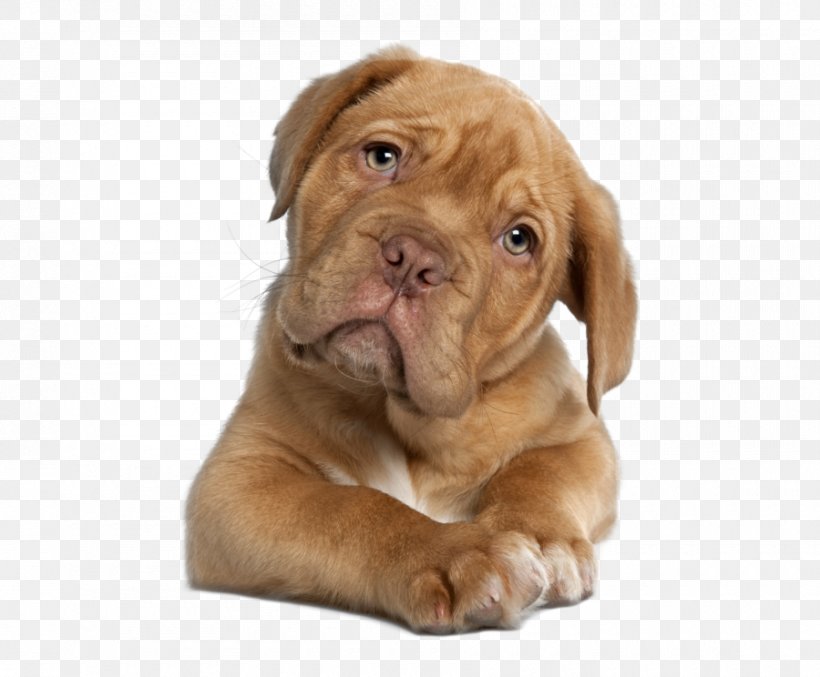 Dogue De Bordeaux English Mastiff French Bulldog Puppy, PNG, 900x744px, Dogue De Bordeaux, Breed, Bulldog, Carnivoran, Companion Dog Download Free