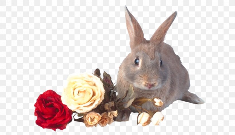 Domestic Rabbit Hare, PNG, 966x556px, Domestic Rabbit, Animal, Animation, Beach Rose, Fauna Download Free