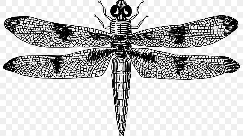Dragonfly Drawing Clip Art, PNG, 800x461px, Dragonfly, Arthropod, Black And White, Dragonflies And Damseflies, Drawing Download Free