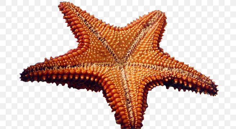 Starfish Marine Invertebrates Sea Clip Art, PNG, 700x450px, Starfish, Animal, Chomikujpl, Drawing, Echinoderm Download Free