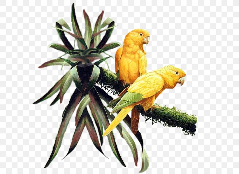 Bird Parakeet Clip Art, PNG, 600x600px, Bird, Animaatio, Animal, Beak, Birdofparadise Download Free